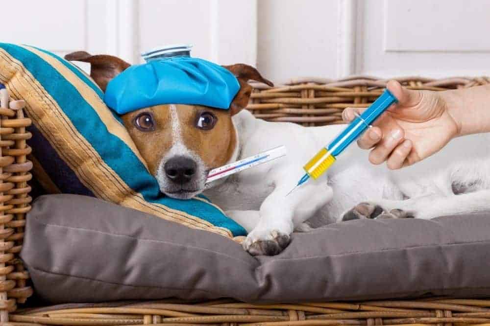 Jack Russell Terrier liegt mit einem Fieberthermometer, einer kalten Kompresse am Kopf auf einem Sofa. 