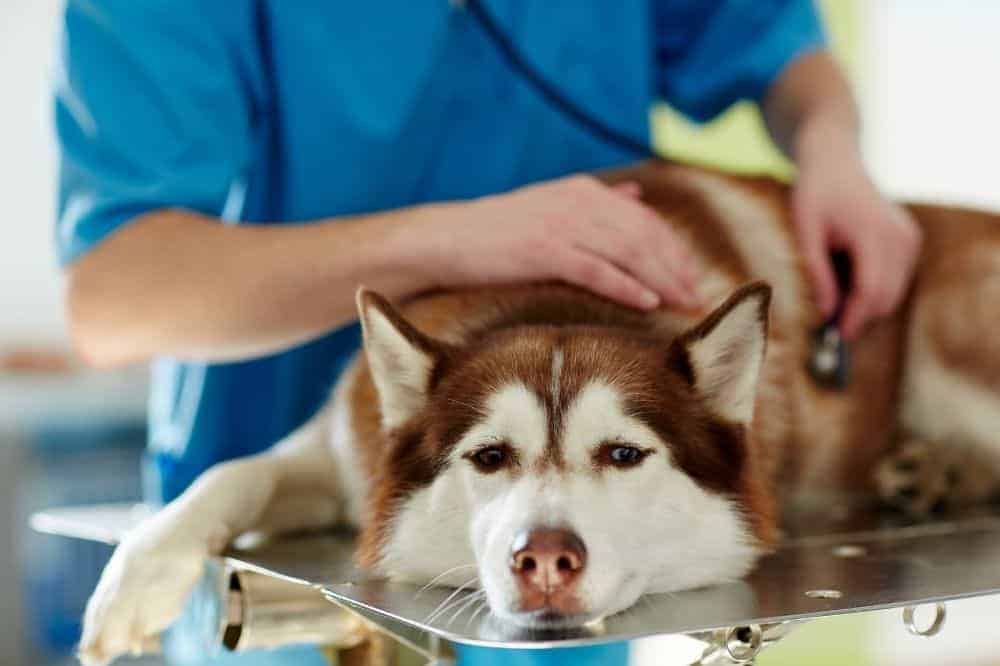 Husky beim Tierarzt. Foto: Canva