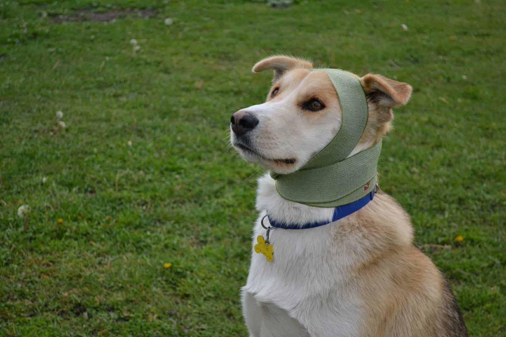 Ein sitzender Hund mit einer grünen Bandage, die über Kopf und Hals liegt.