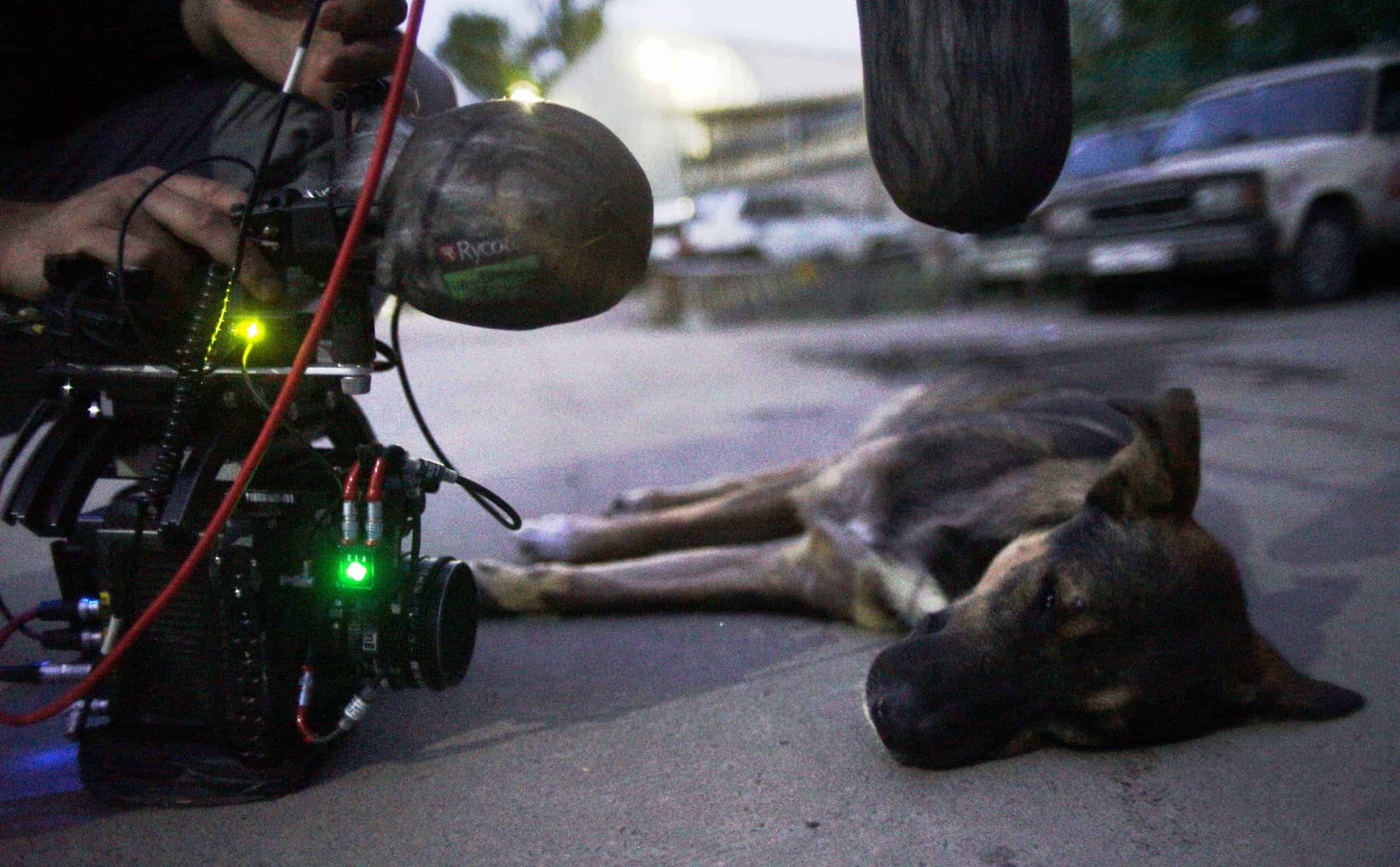 Nahaufnahme eines am Boden liegenden Straßenhundes während der Dreharbeiten zu Space Dogs.