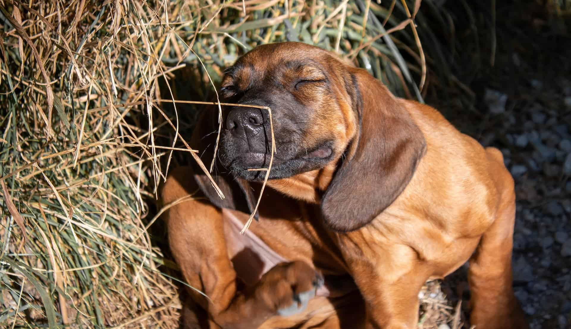 Insektenschutz ist für Hunde wichtig. Hier juckt sich ein junger Hund./Pixabay