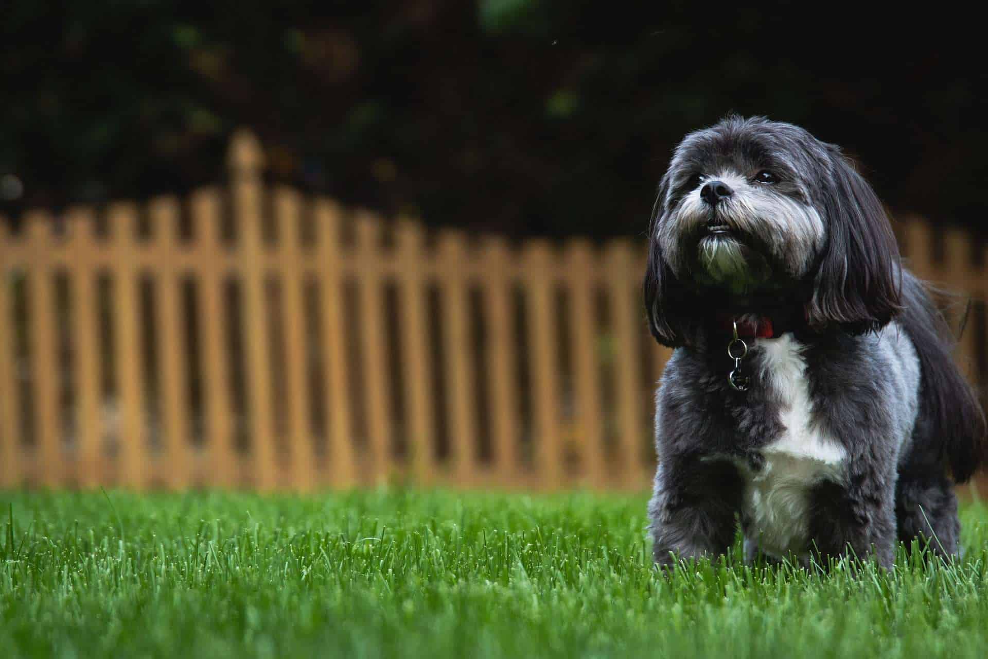 Hunde mit hoher Lebenserwartung, ein dunkler Shih Tzu im Garten. /pixabay