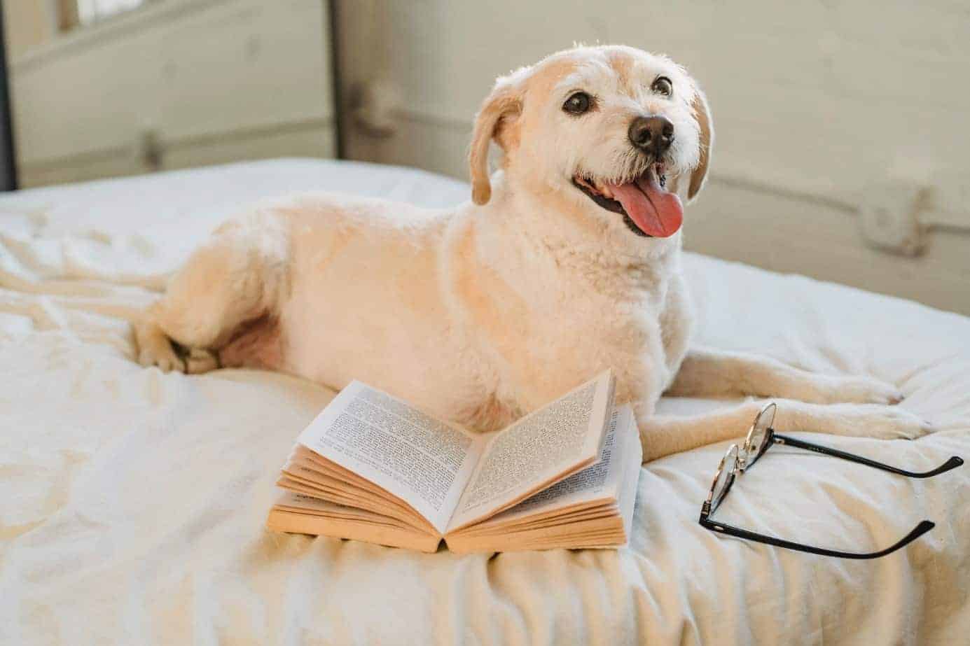 Hund mit Buch und Brille am Bett. Foto: pexels