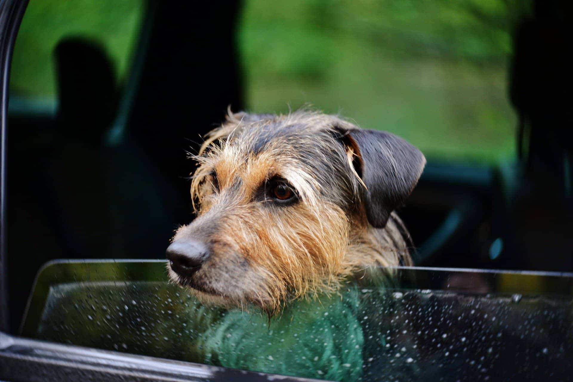 Kleiner Hund schaut aus geöffnetem Autofenster. (c) pixabay