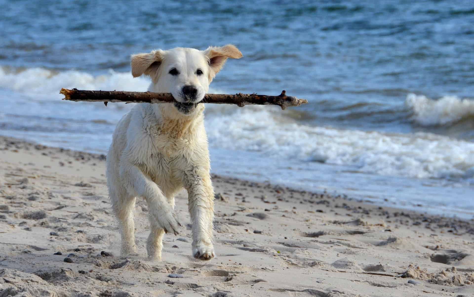 Urlaub mit Hund, Hund am Strand mit Holz im Maul. (c) pixabay