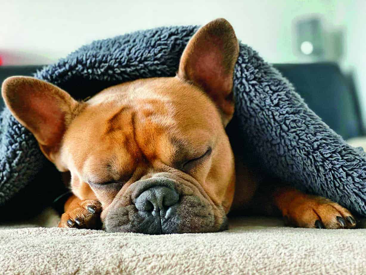 Kleiner brauner Hund liegt unter einen grauen Decke und schläft. 