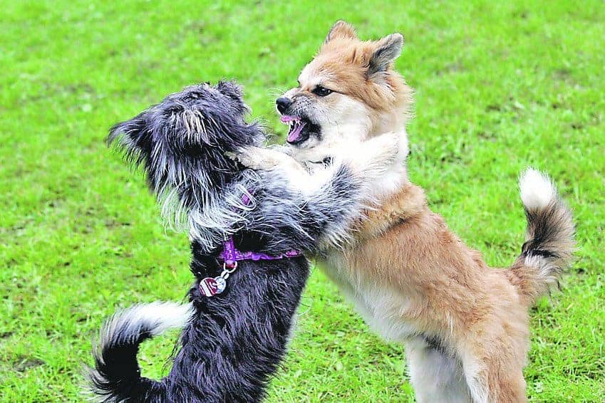 Hundewiese, Kampf Die Hundezeitung