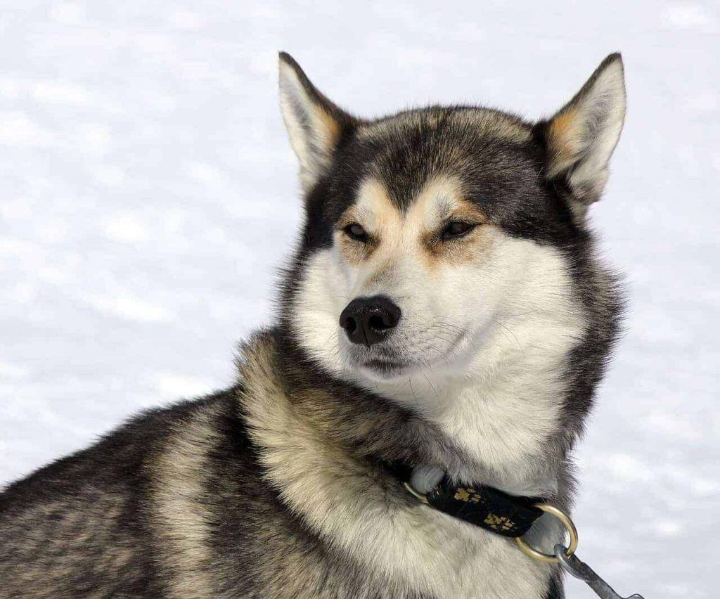 Ein Siberian Husky schaut mit zurückgelegten Ohren in die Kamera.