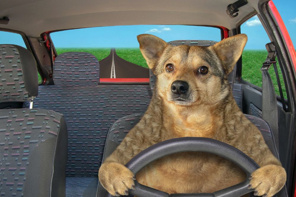 Einstiegsschutz Auto Hund: So bleibt dein Auto sauber und dein