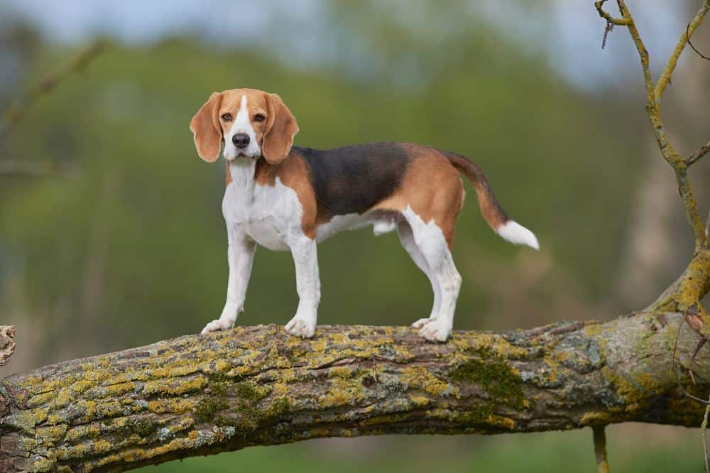 Beagle (Hunderasse) - und lebhaft