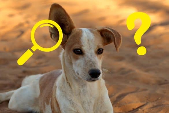 Ein Hund mit einem aufgestellten und einem abgeknickten Ohr steht für die Sprache der Ohren beim Hund.