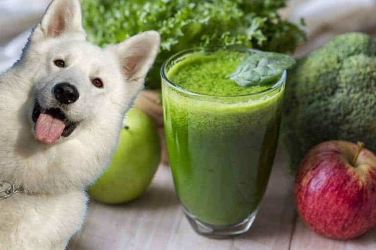 Superfood für Hunde grüne Smoothies, Samen und Beeren