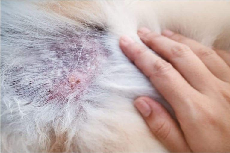 Hautprobleme im Winter Was tun gegen Schuppen beim Hund?