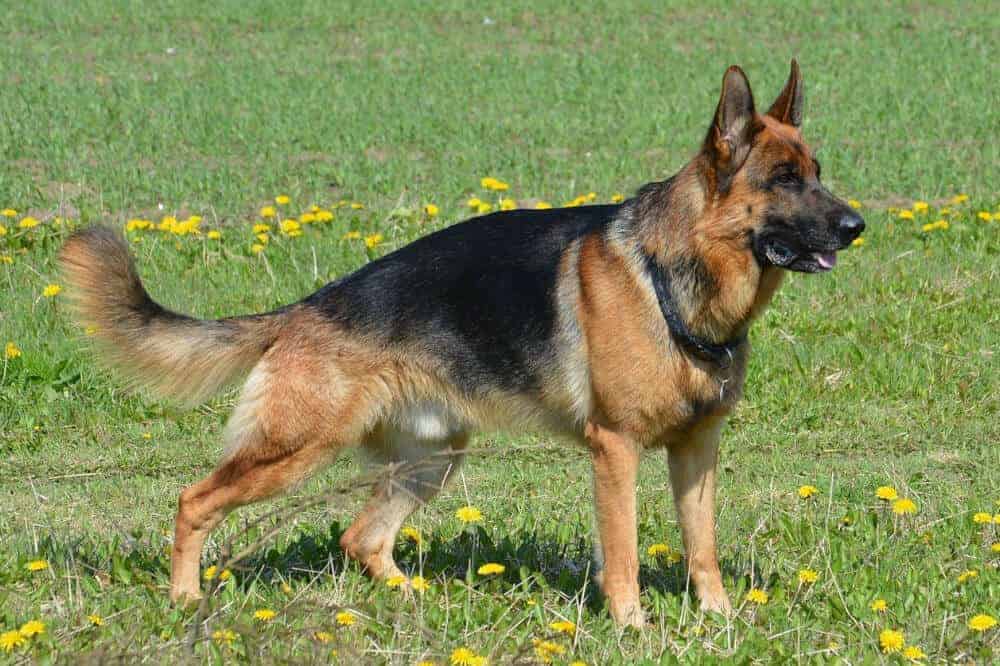 Deutscher Schäferhund (Hunderasse) loyal und selbstbewusst