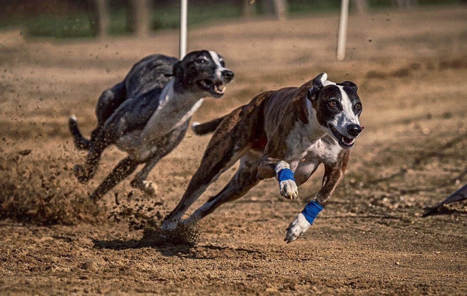 Greyhound (Hunderasse) der schnellste Hund der Welt
