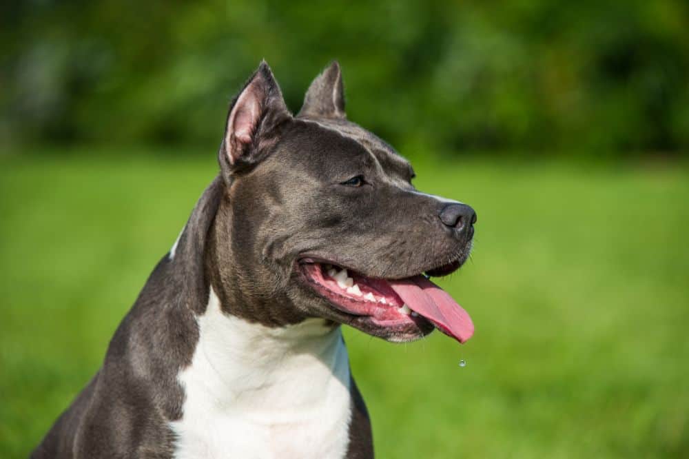 Ein American Staffordshire Terrier mit kupierten Ohren sieht in die Ferne.