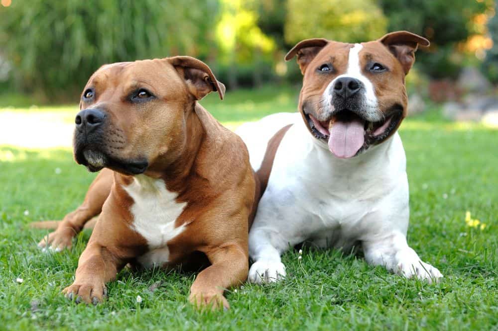 Zwei American Staffordshire Terrier liegen nebeneinander auf einer Wiese.