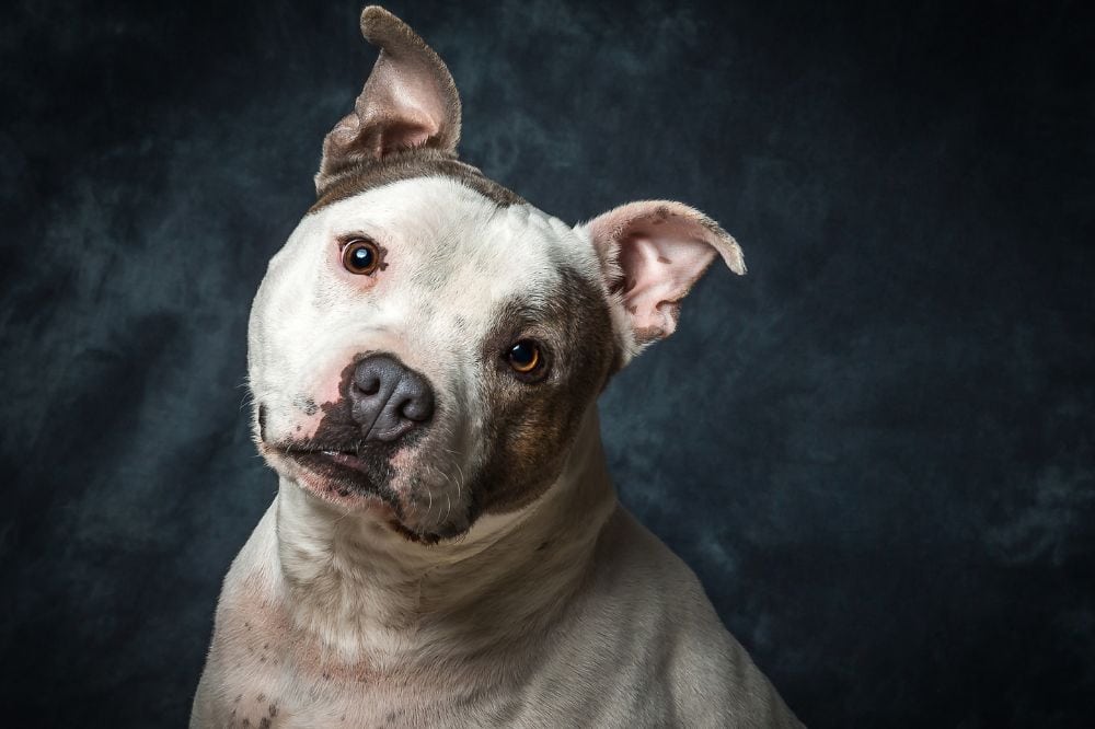 Ein American Staffordshire Terrier mit stark pigmentiertem Gesicht und schwatz-weißem Fell.