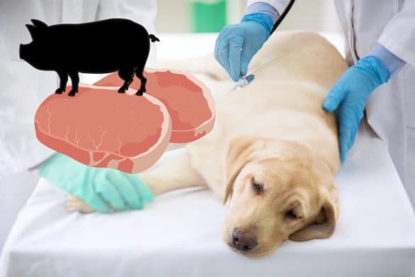 Ein kranker Hund liegt auf einem Behandlungstisch beim Tierarzt, über ihm schwebt als Symbol für das Aujeszky-Virus oder Pseudowut ein Schwein und zwei Kotletts.