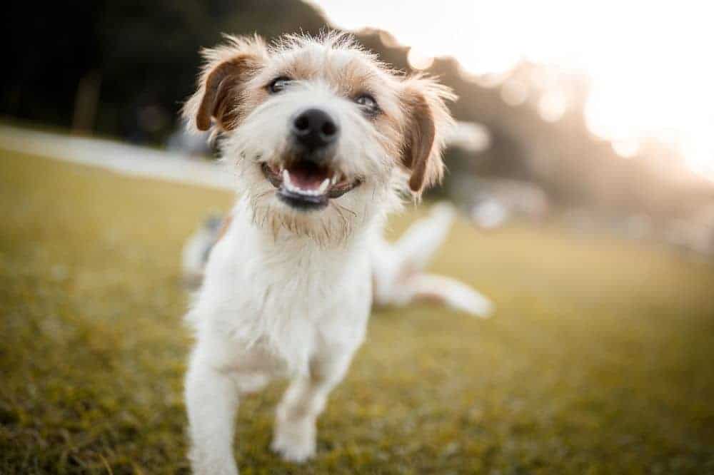 Hund lächelt in die Kamera. Portrait eines Hundes im Park. /Foto: Capuski (Canva)