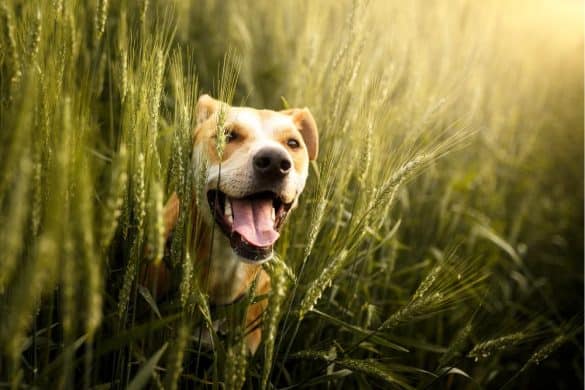 Ein Hund schaut aus einem Getreidefeld heraus, aber er ist frei von Grannen.