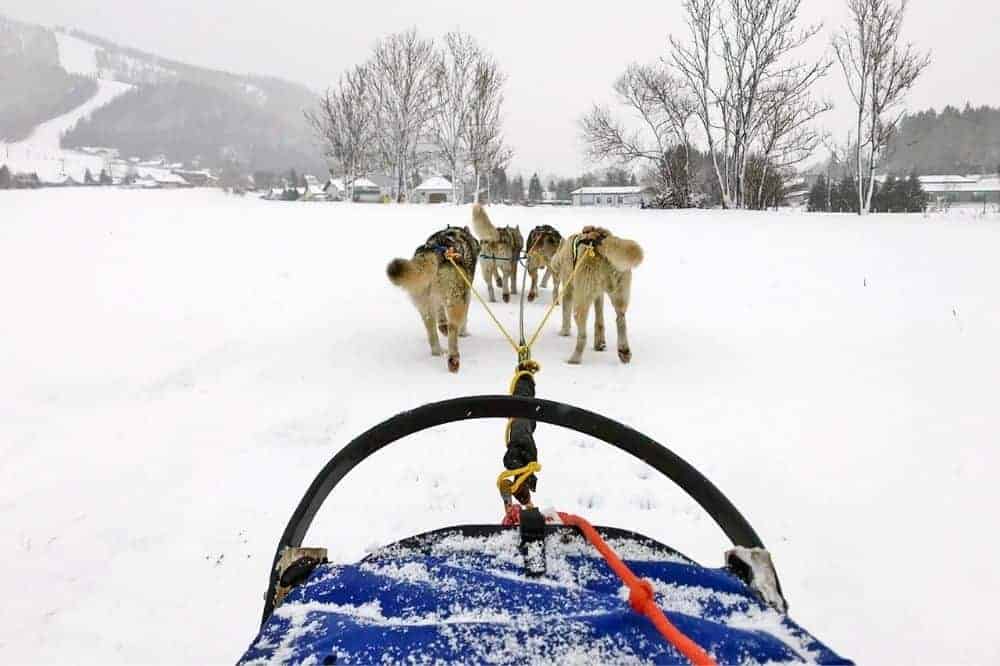 Im Vordergrund sieht man einige Huskies, die den Schlitten ziehen im Schnee. 