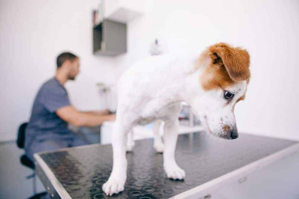 KLeiner Hund steht auf einem Behandlungstisch beim Tierarzt. 
