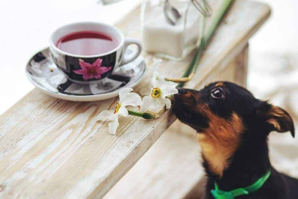 Chihuahua schnüffelt an einer Tasse Tee. 
