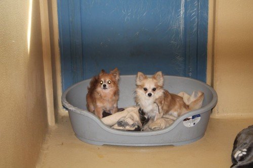 Die zehn Chihuahuas werden derzeit im Wiener Tierschutzhaus betreut. Foto: WTV
