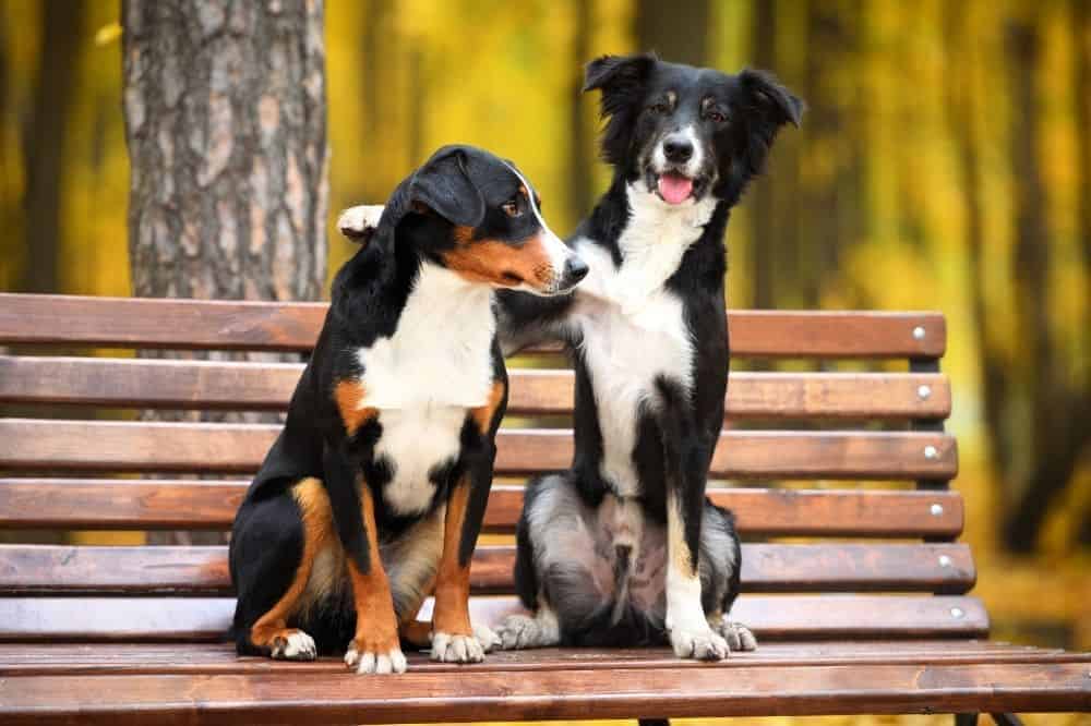 Zwei Hunde sitzen auf einer Parkbank. 