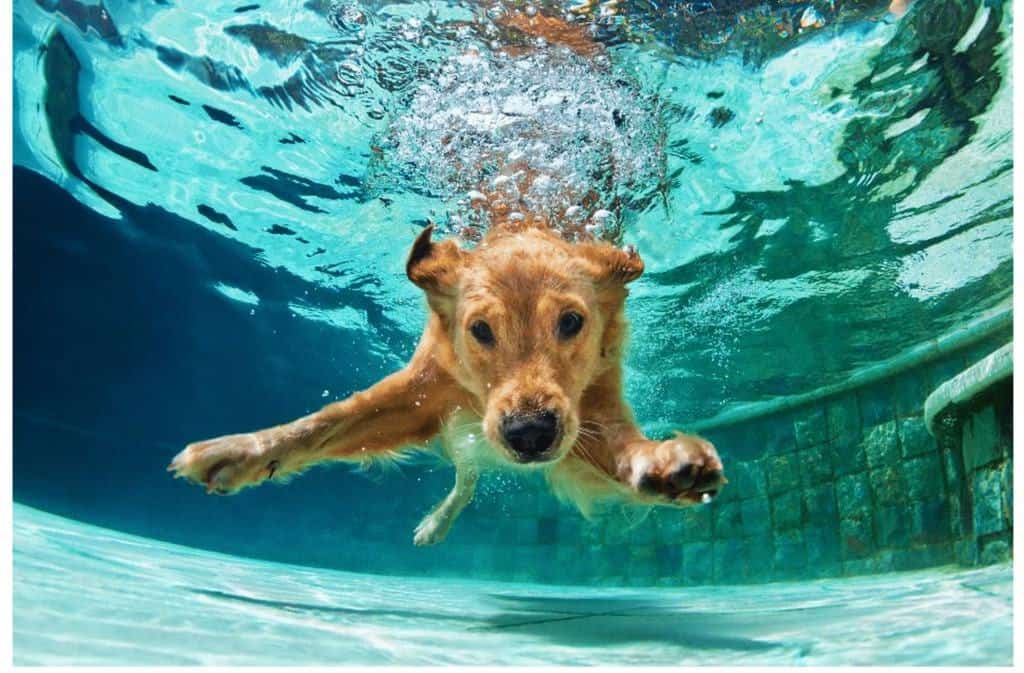 Ein beiger Hund taucht in einem Pool. (stock.adobe.com © Tropical studio)