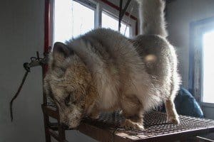 Für falsch deklarierten Pelz wird den Hunden bei lebendigem Leib, das Fell abgezogen. Foto: Animal Equality