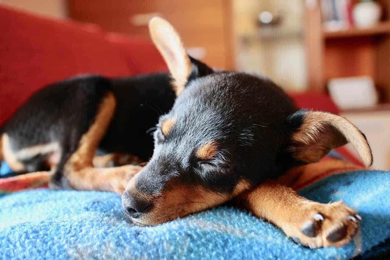 Schlafender Welpe, Wandern mit Hund. /pixabay (sweetlouise)