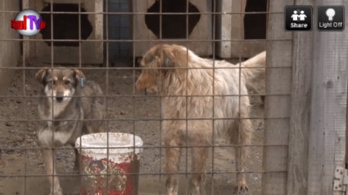 Rumänischen Hunden droht Tötung