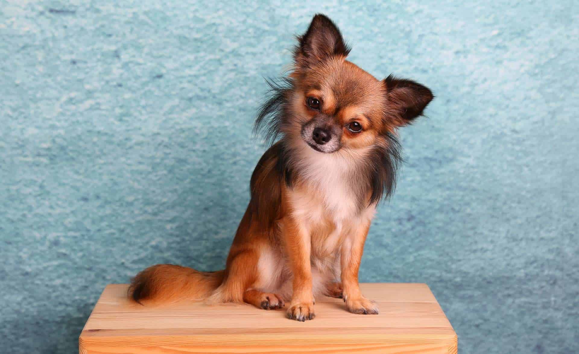 Hunde mit hoher Lebenserwartung, Chihuahua /pixabay