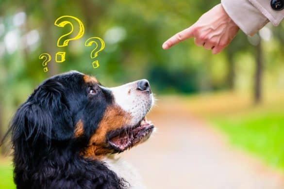 Ein Hund bekommt mit ausgestrecktem Zeigefinger ein Kommando und schaut verwirrt drein, drei Fragezeichen schwirren um seinen Kopf, wahrscheinlich ist er in der Pubertät.