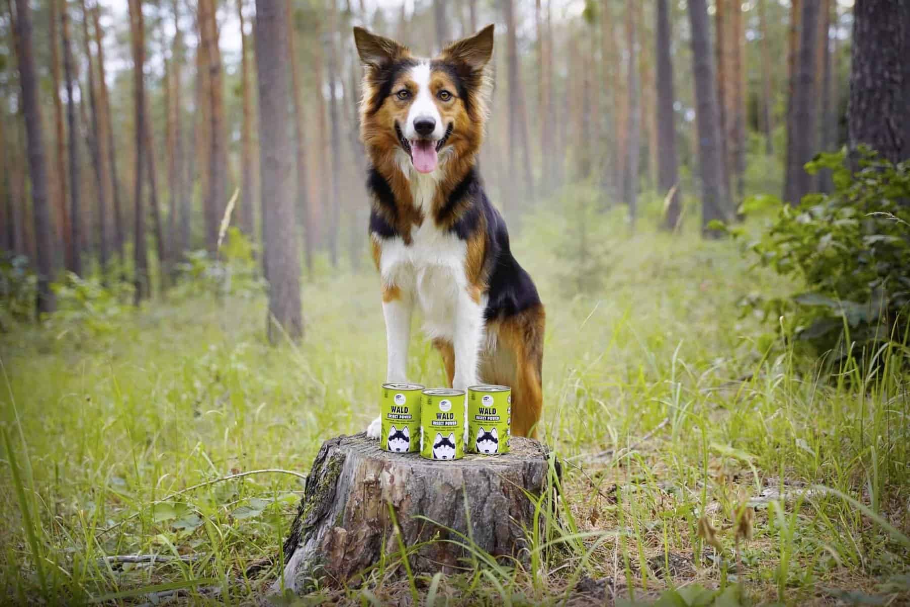 Hund steht mit den Vorderpfoten auf einem Baumstamm und davor stehen einige grüne Dosen mit EAT SMALL Futter. 