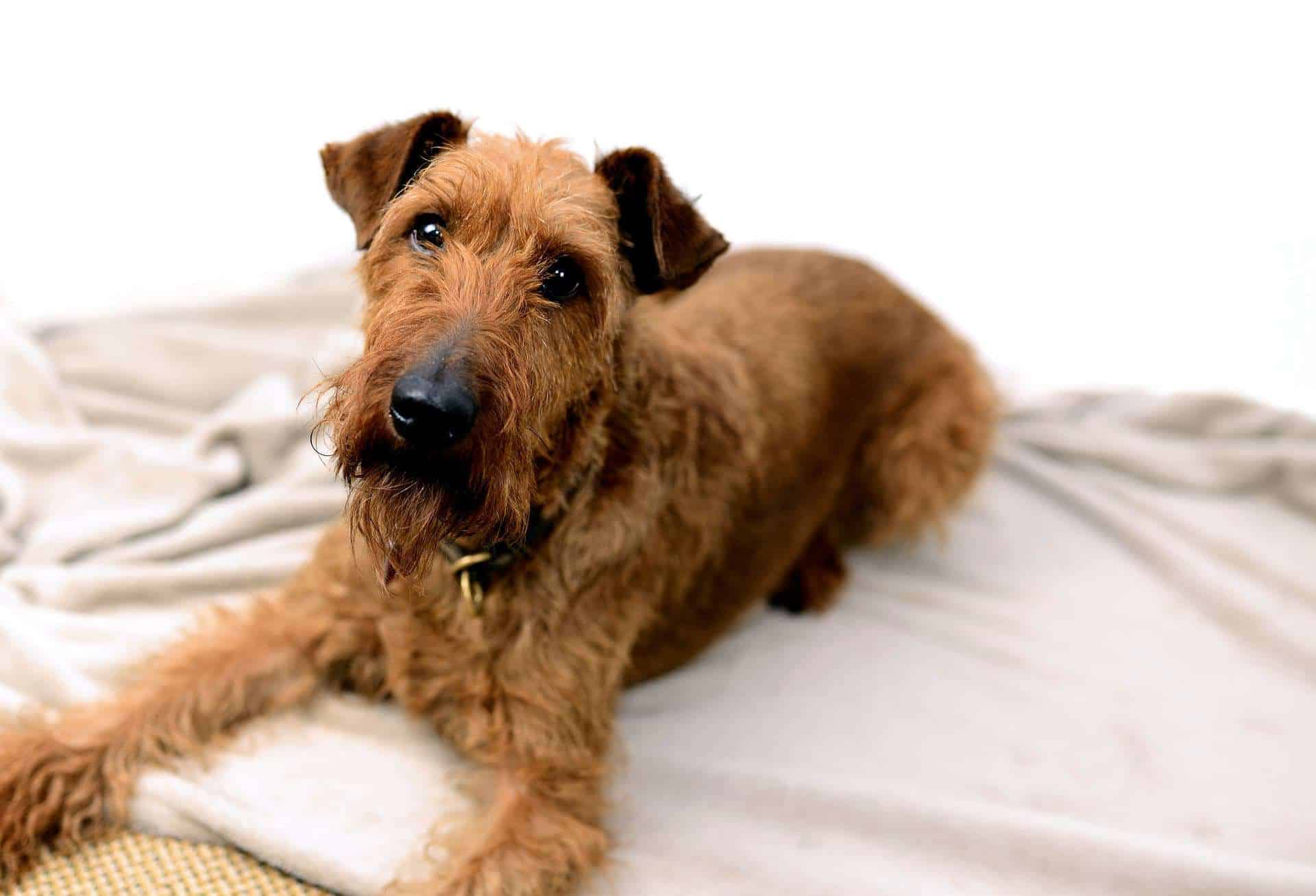 Hunde, die nicht haaren - Irish Terrier /pixabay