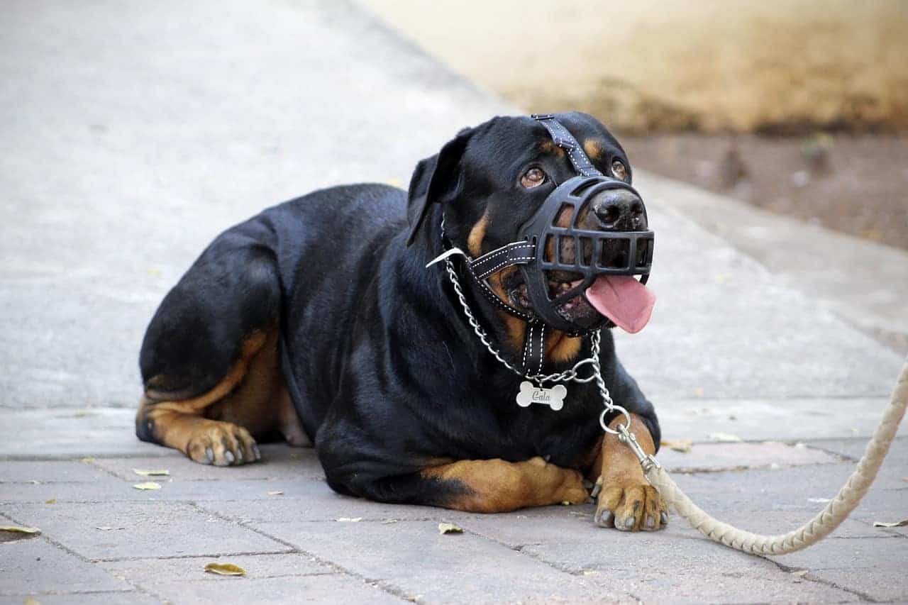 Großer Hund liegt mit Maulkorb am Boden und lässt die Zunge heraushängen. /Foto: Pixabay