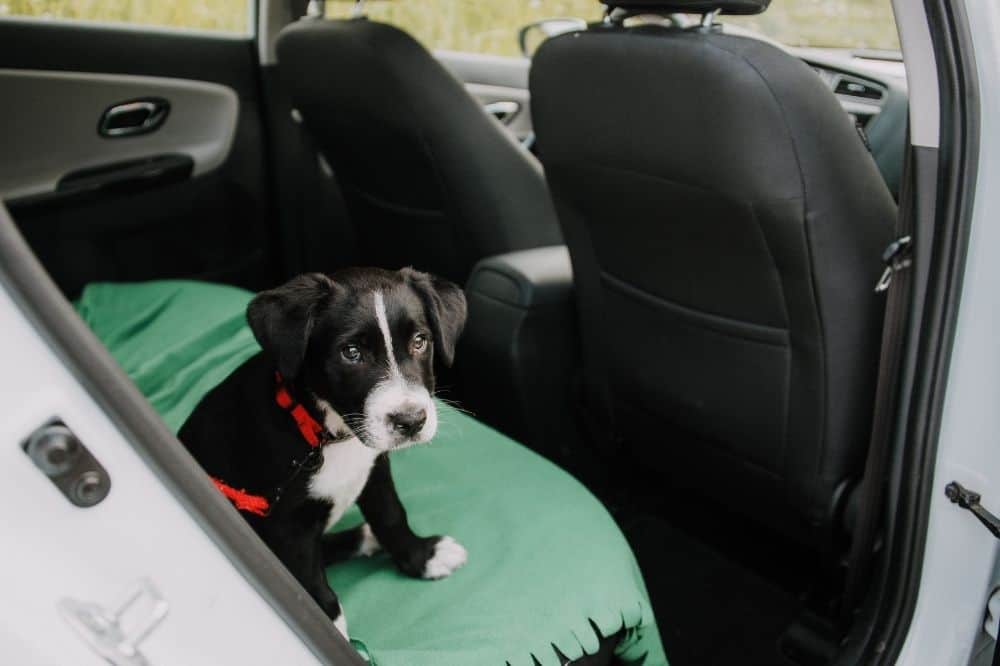 CBD kann dem Hund helfen, wenn er Angst vorm Autofahren hat. /Foto: Canva
