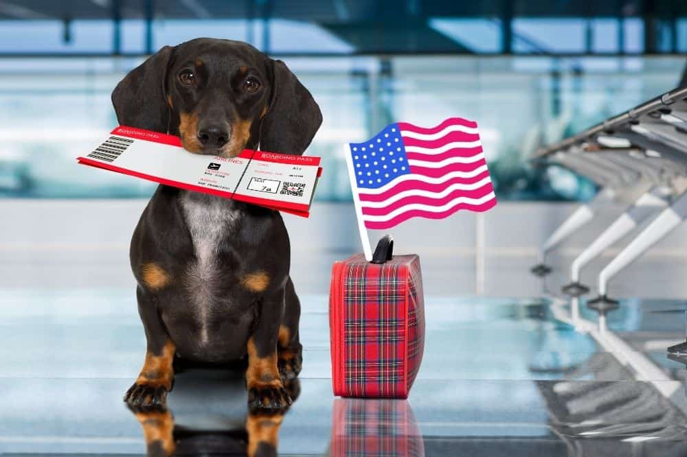 Fly with Me - Mit dem Hund USA einreisen