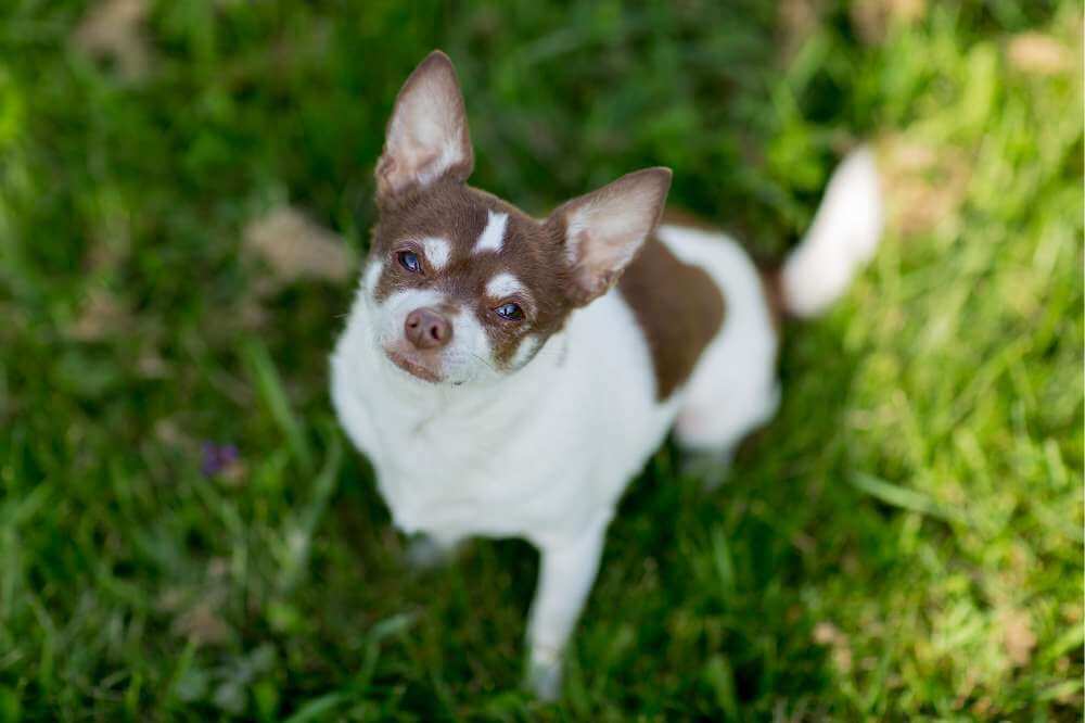 Ein gesunder Chihuahua kann ein langes und glückliches Leben führen. / Foto: Canva (martinastjean).