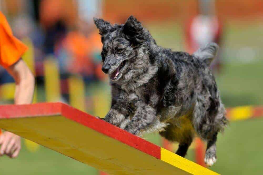 Als aktive Hunderasse braucht der Mudi als Familienhund Ausgleich durch Sport. / Foto: Canva.