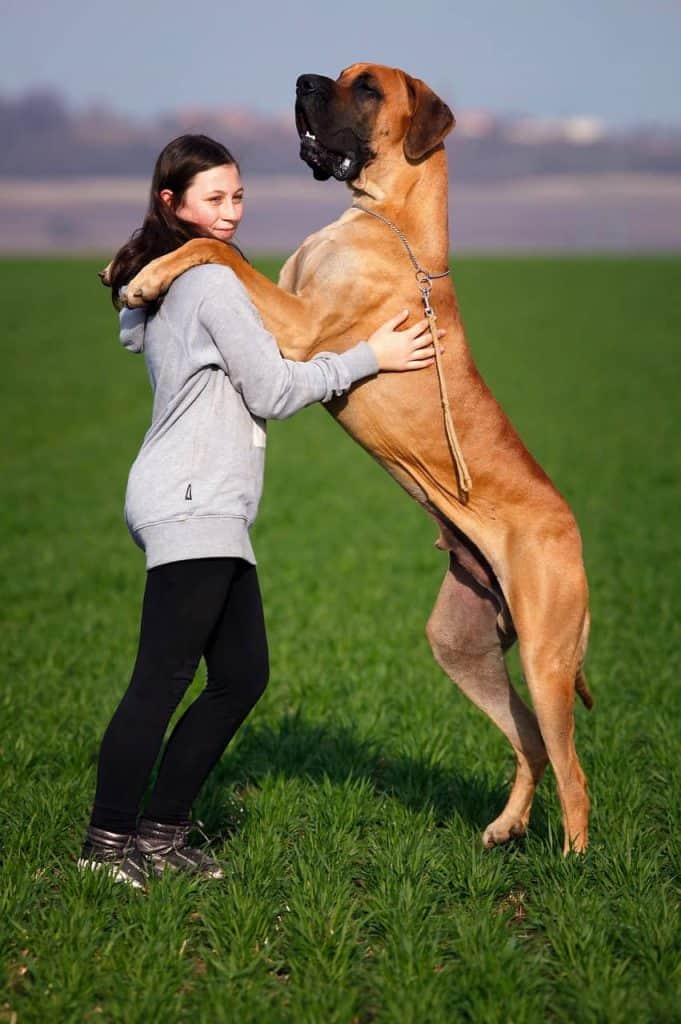 Die größten und stärksten Hunde der Welt.