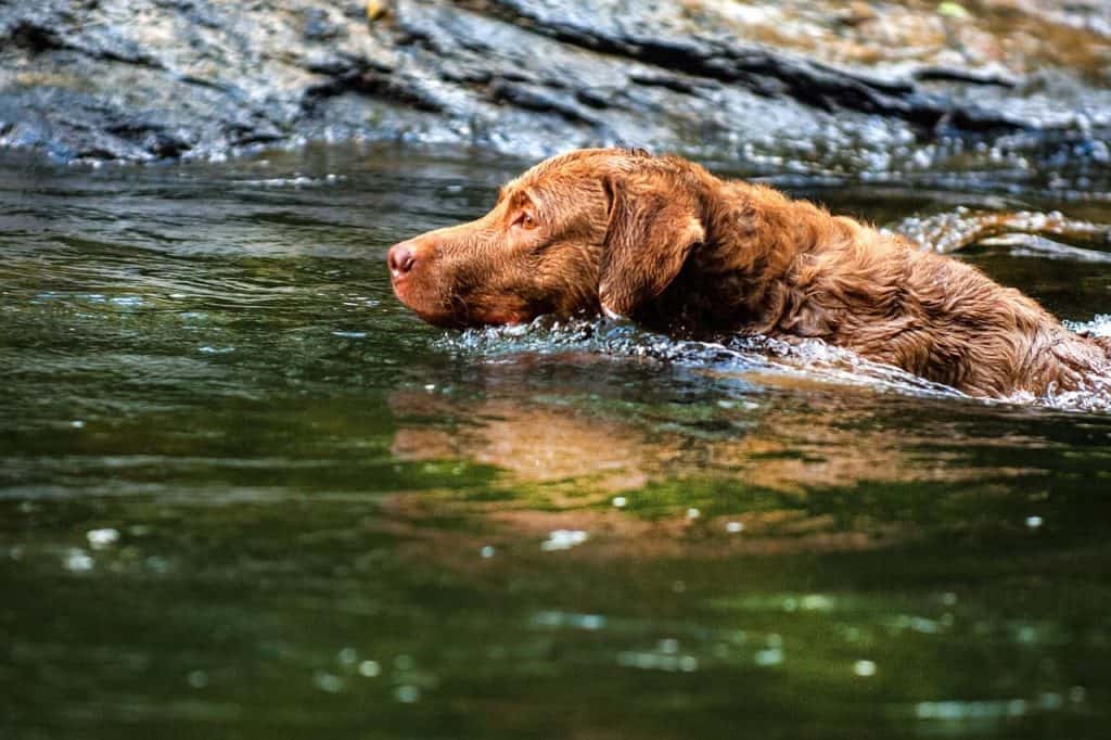 Der Chesapeake Bay Retriever ist eine einzigartige und faszinierende Hunderasse.