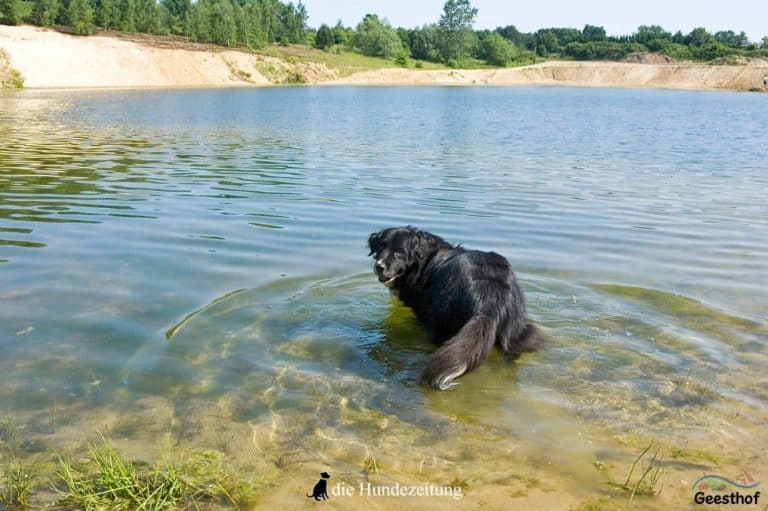 Hund im Wasser am Areal des Freizeit- und Campingparks Geesthof. /Foto: Geesthof