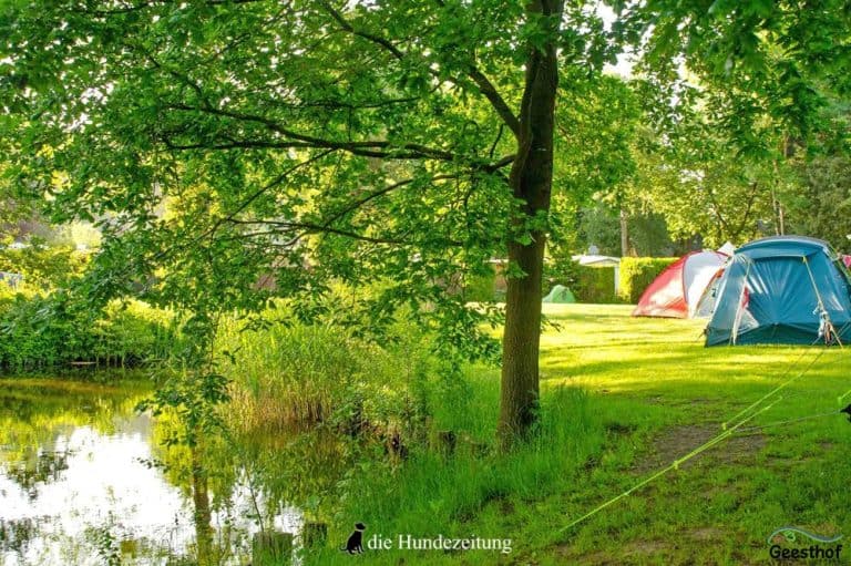 Zeltwiese Geesthof: Im Freizeit- und Campingpark Geesthof sind Vierbeiner herzlich willkommen! /Foto: Geesthof