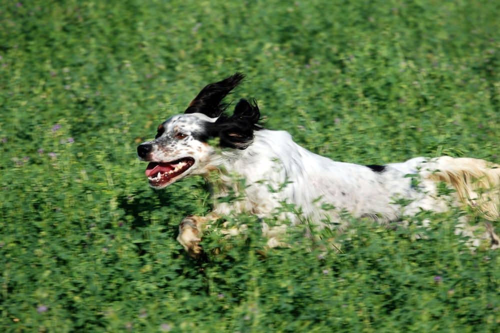 Jagender Hund. Antijagdtraining mit illegalen Hilfsmitteln. Um dem jagenden Hund den Jagdtrieb auszutreiben, wird eine Dose mit Steinen wiederholt nach ihm geworfen. /Foto: Valerio Ciaccia (Canva)