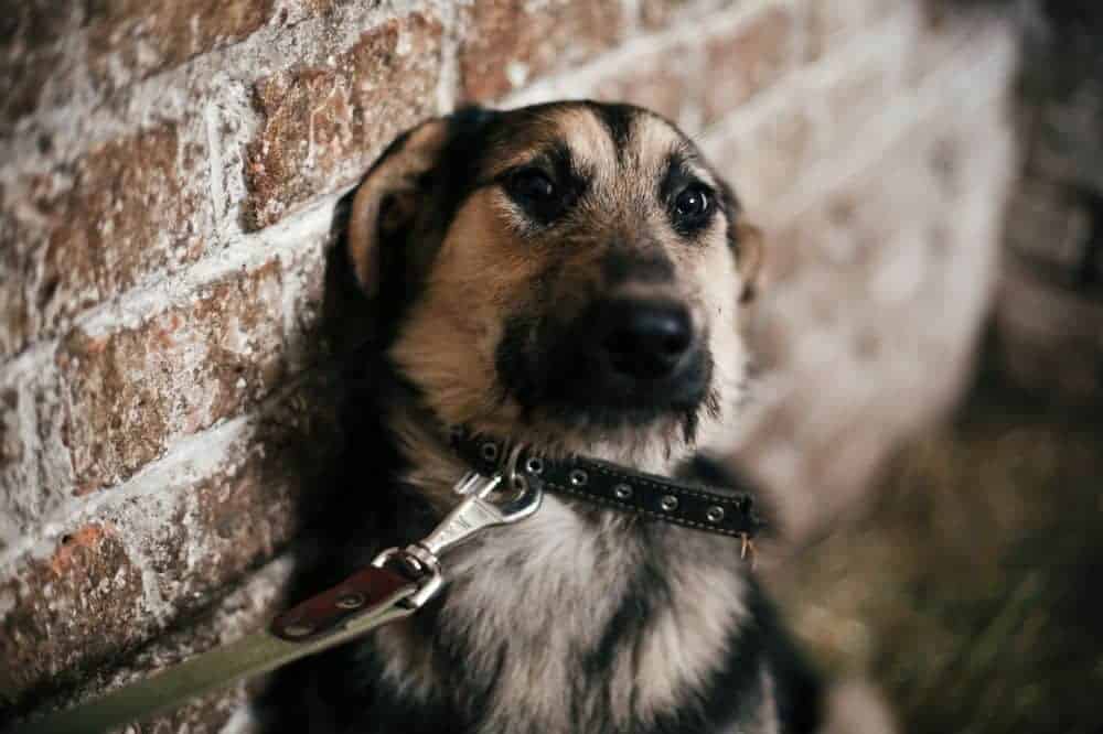 Illegale Hilfsmittel im Hundetraining führen zu starken seelischen und körperlichen Traumata. /Foto: Bogdan Sonjachnyi (Canva)