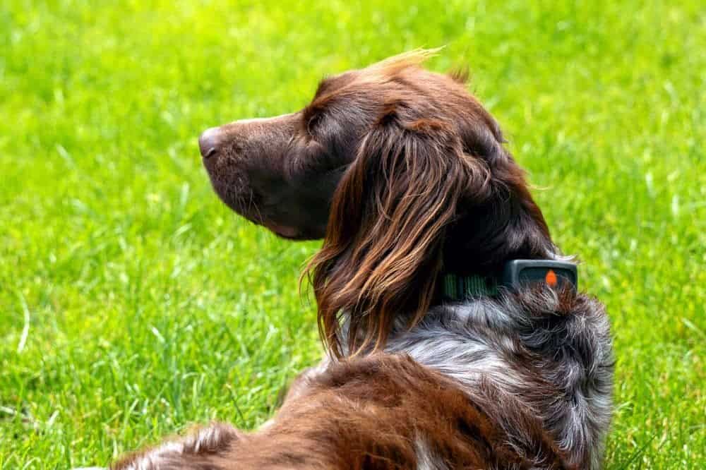 GPS-Tracker für Hunde und Katzen, Weenect Hundetracker- Hund Alma mit Tracker um den Hals (c) die Hundezeitung 1